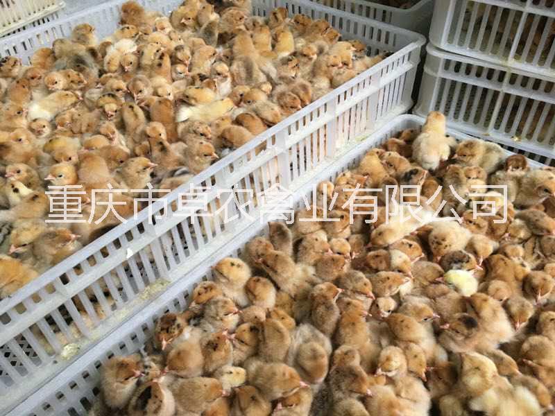 重慶土雞苗圖片/重慶土雞苗樣板圖 (1)