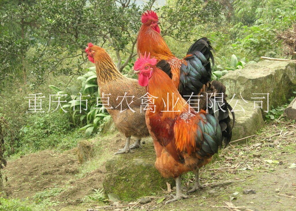 貴州土雞苗圖片/貴州土雞苗樣板圖 (1)