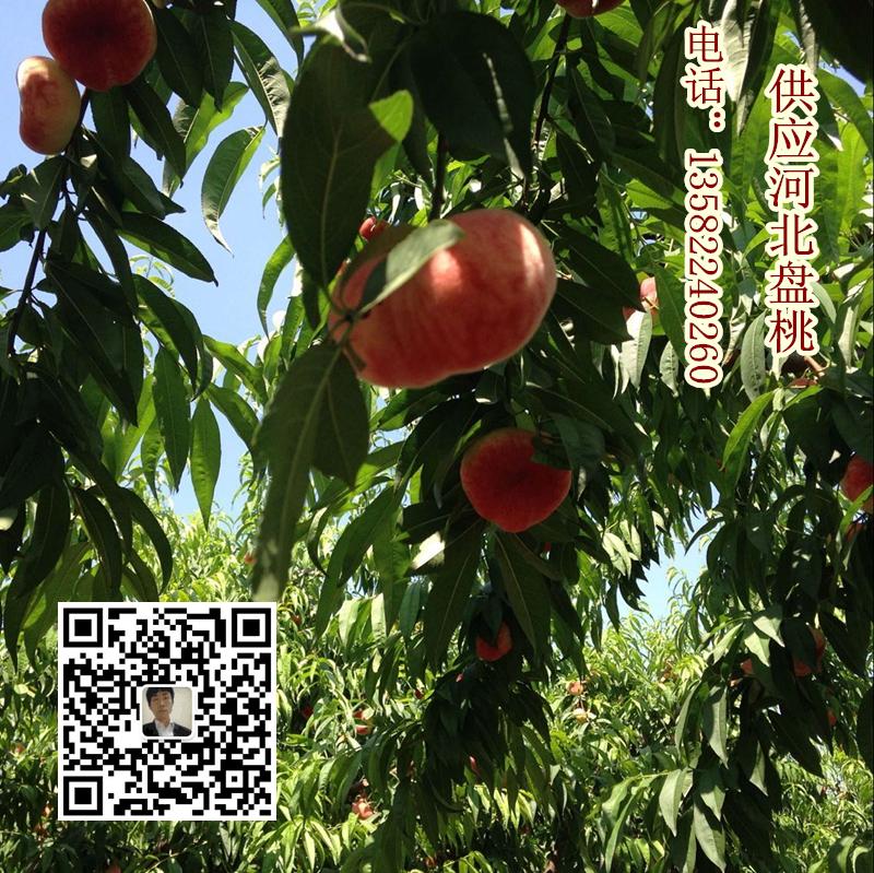 河北盤桃產(chǎn)地圖片/河北盤桃產(chǎn)地樣板圖 (3)