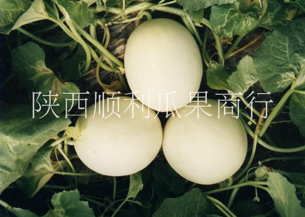 甜瓜圖片/甜瓜樣板圖 (1)