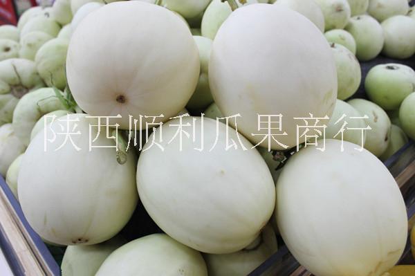 甜瓜圖片/甜瓜樣板圖 (4)
