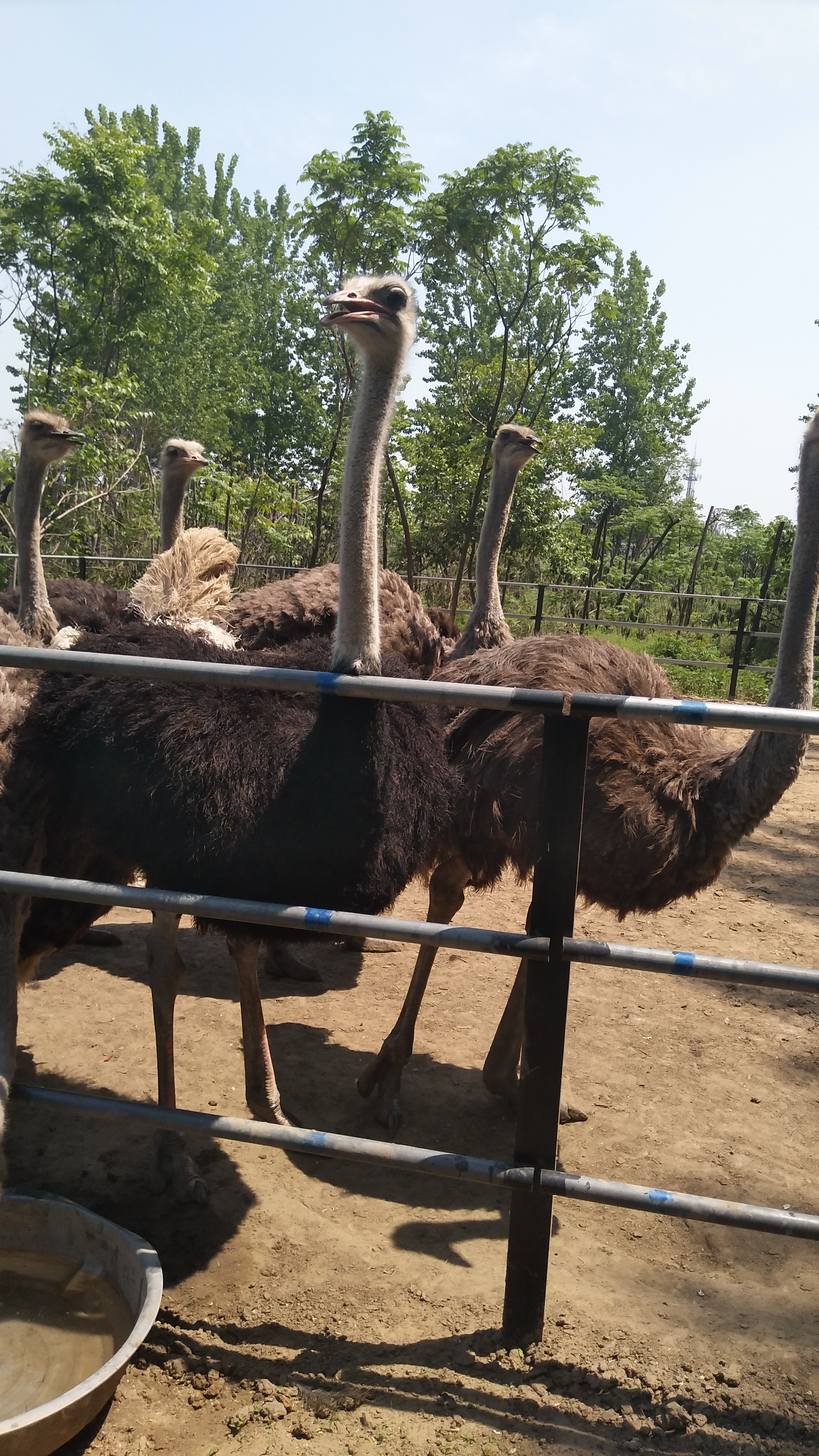 鴕鳥圖片/鴕鳥樣板圖 (2)