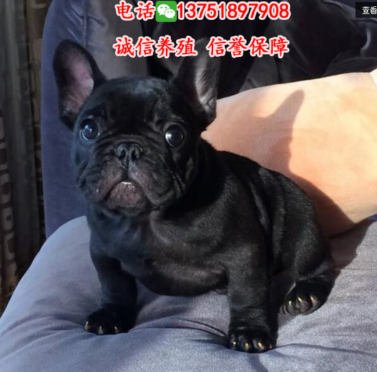 廣州哪里有賣法斗，純種法牛價(jià)格