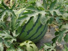 花西瓜淺花圖片