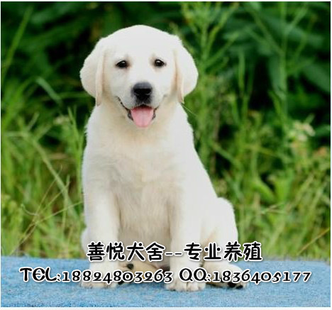純種拉布拉多圖片/純種拉布拉多樣板圖 (2)