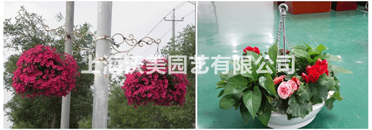 圓形吊盆圖片/圓形吊盆樣板圖 (2)