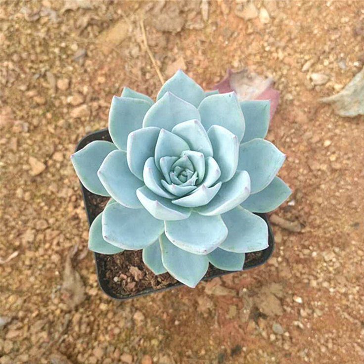 批發(fā)多肉植物 藍(lán)鳥防輻射植物圖片