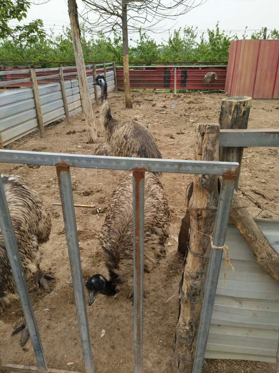鴕鳥蛋殼工藝品出售及，鴕鳥蛋哪里便宜