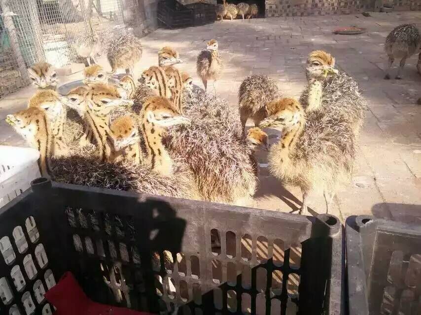 鴕鳥蛋殼圖片/鴕鳥蛋殼樣板圖 (4)