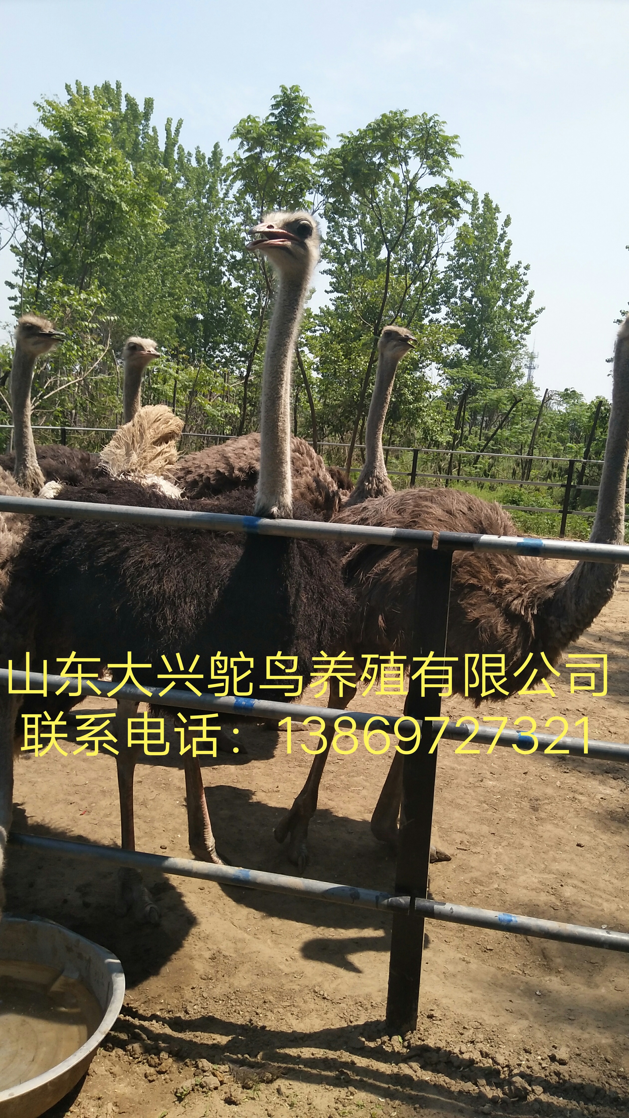 山東鴕鳥養(yǎng)殖圖片