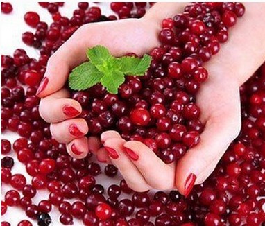 蔓越莓圖片/蔓越莓樣板圖 (3)