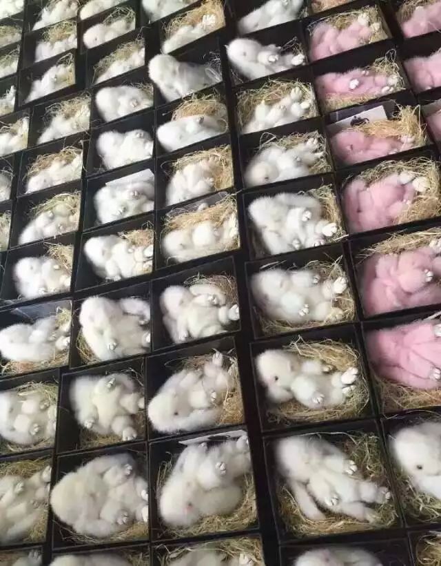 正版皮草掛件裝死兔圖片/正版皮草掛件裝死兔樣板圖 (3)