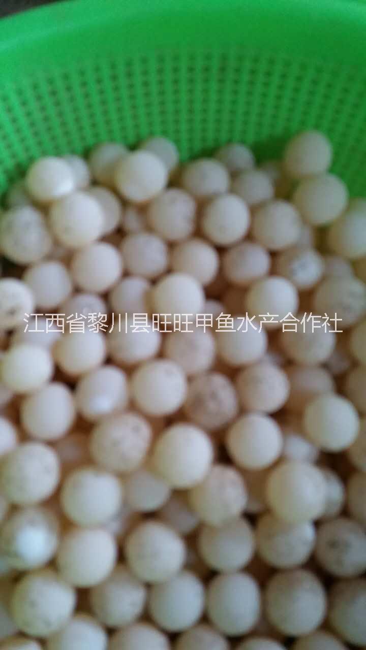 中華甲魚蛋圖片/中華甲魚蛋樣板圖 (3)