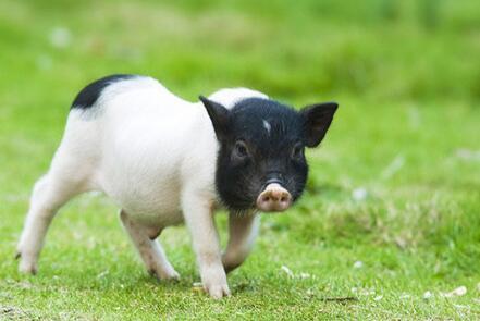 貴州香豬圖片/貴州香豬樣板圖 (4)