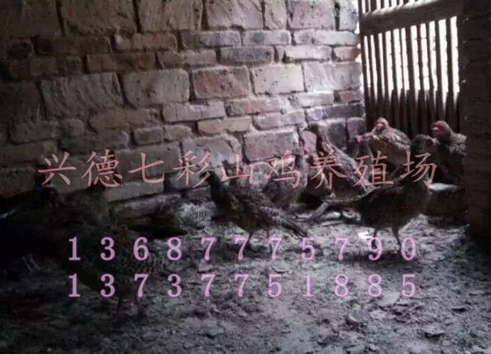 云南山雞苗價格圖片