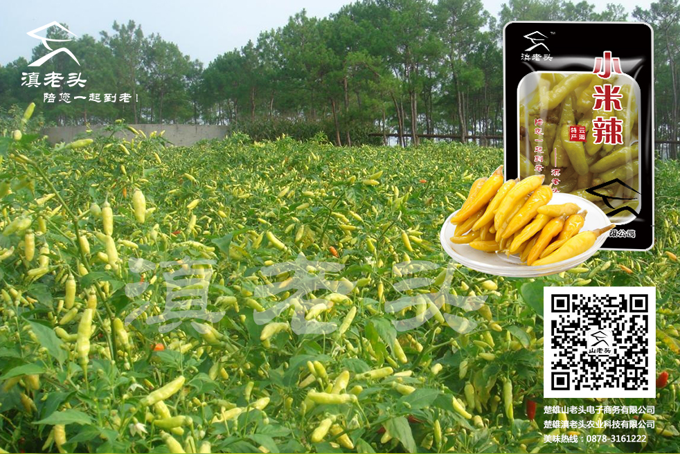 酸腌菜圖片/酸腌菜樣板圖 (2)