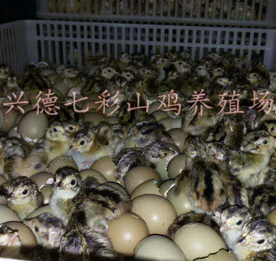 貴州七彩山雞，貴州脫溫山雞苗，貴州山雞苗