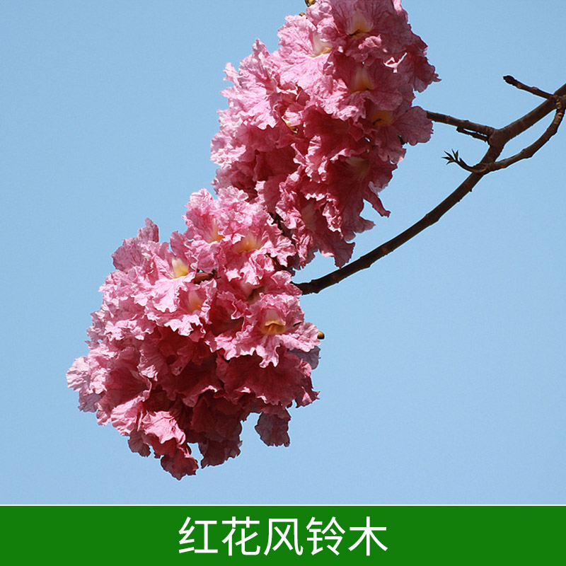 紅花風(fēng)鈴木圖片