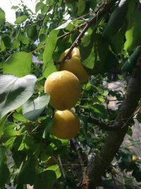 油桃圖片/油桃樣板圖 (4)