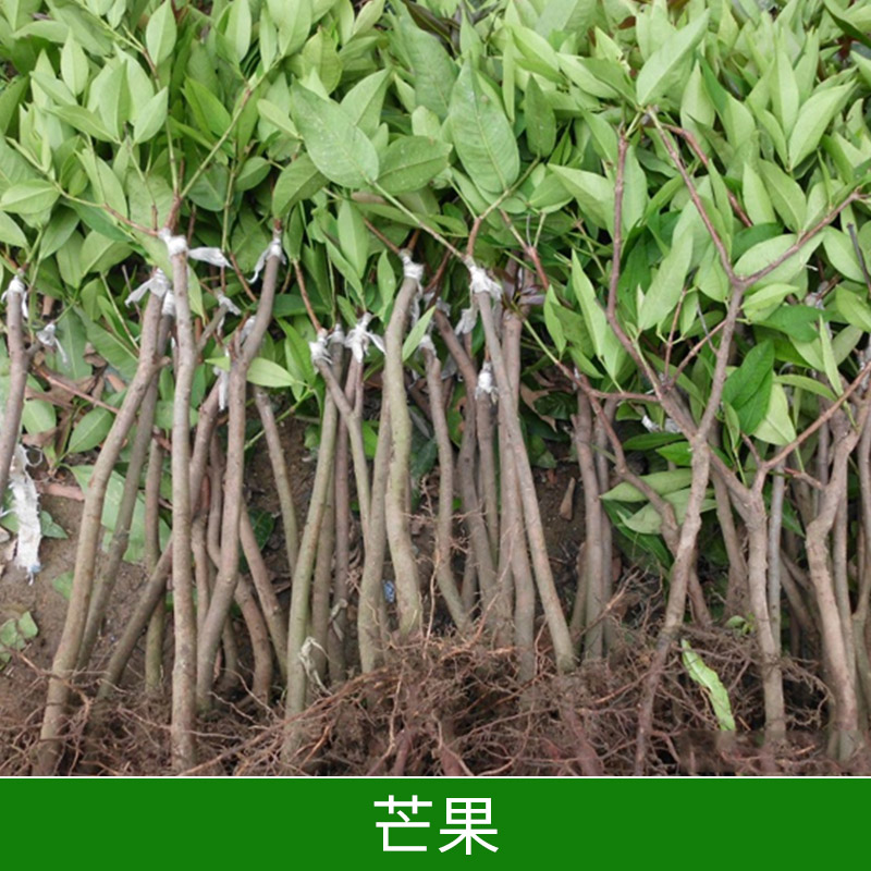 芒果出售圖片