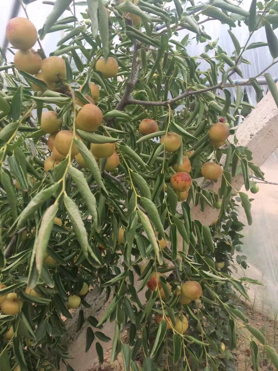 嘎啦蘋果圖片/嘎啦蘋果樣板圖 (3)