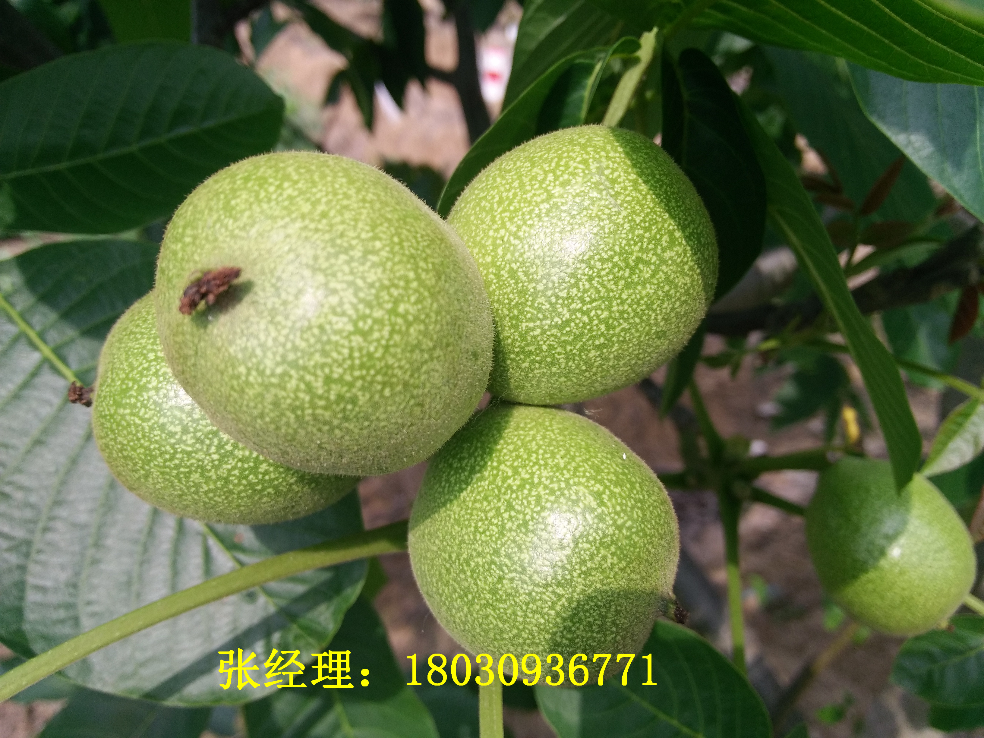 核桃苗圖片/核桃苗樣板圖 (1)