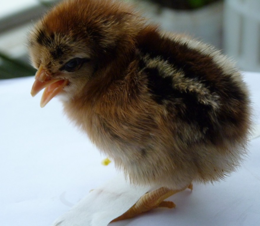 土雞苗圖片/土雞苗樣板圖 (4)