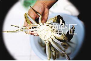 陽澄湖大閘蟹圖片/陽澄湖大閘蟹樣板圖 (3)