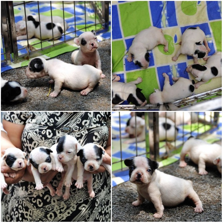 法國(guó)斗牛犬圖片/法國(guó)斗牛犬樣板圖 (4)