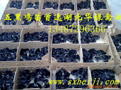 湖北華綠活體五黑雞苗綠殼蛋雞苗批圖片