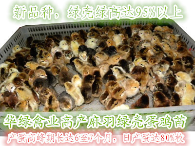 綠殼蛋雞圖片/綠殼蛋雞樣板圖 (1)