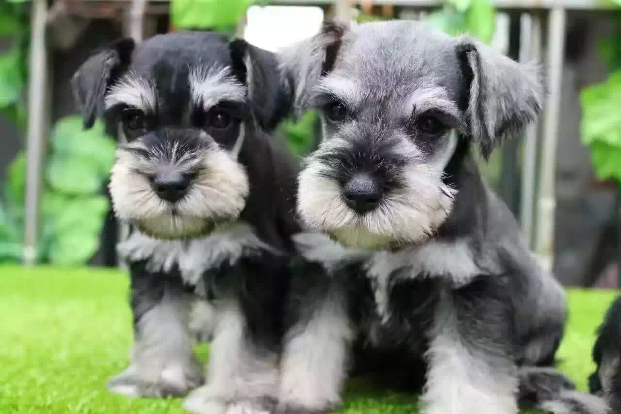 雪納瑞圖片/雪納瑞樣板圖 (4)