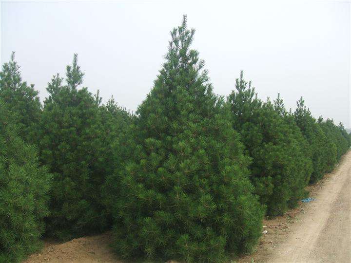 白皮松圖片/白皮松樣板圖 (2)