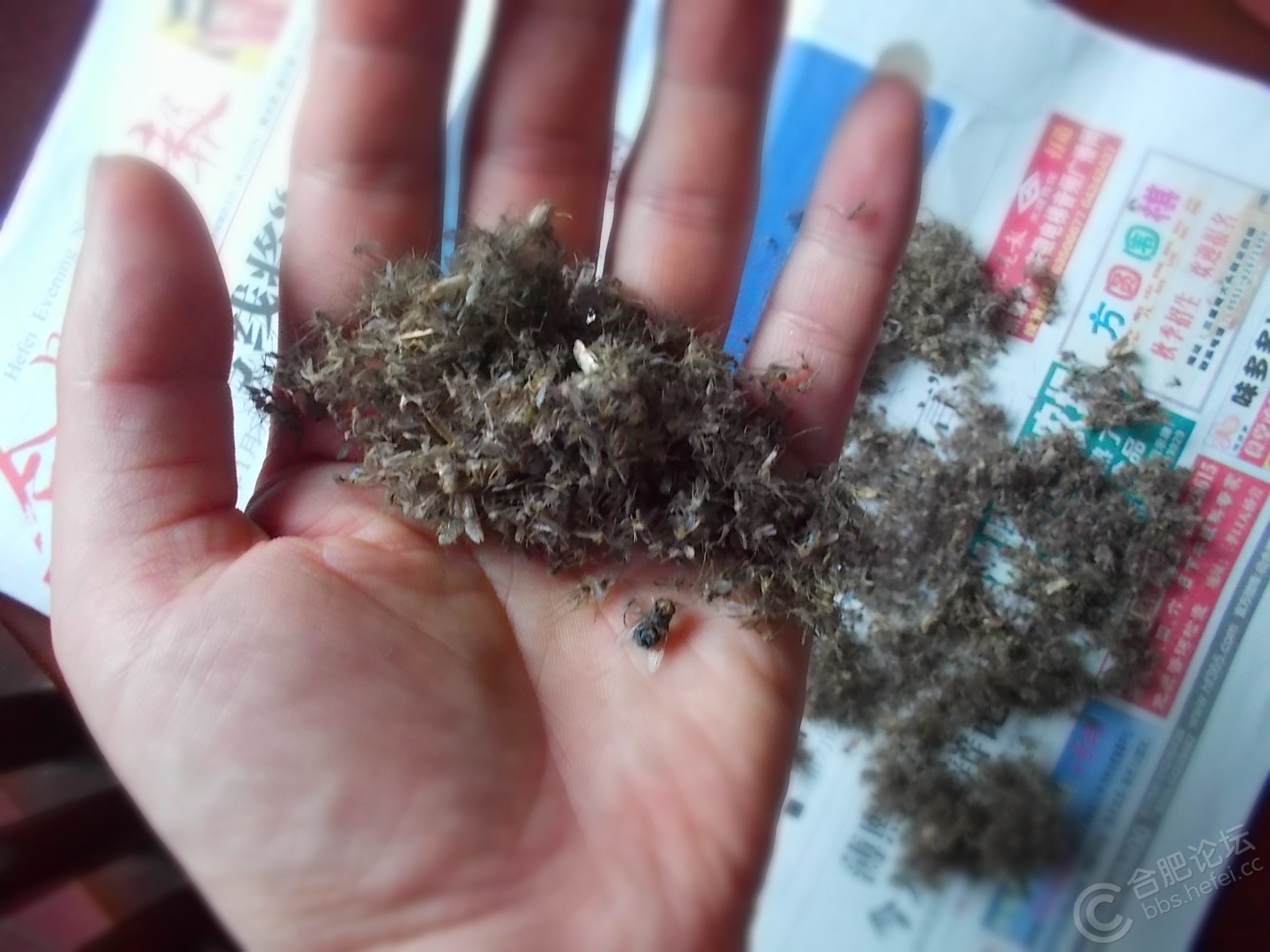 寧波滅四害圖片