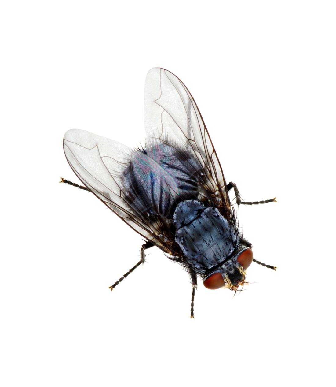 寧波滅蒼蠅公司電話 寧波滅蒼蠅供應商價格 寧波滅蒼蠅哪家好