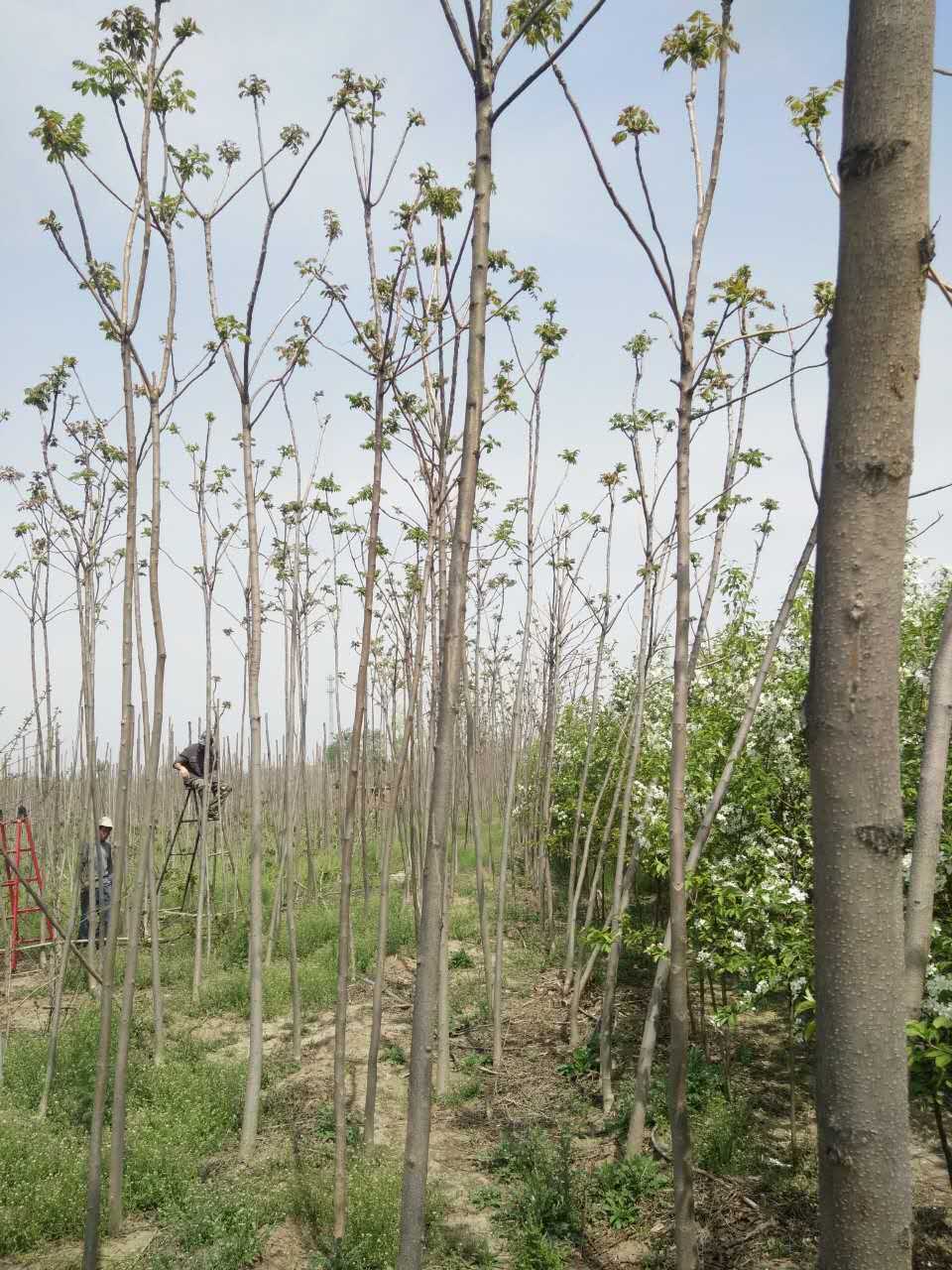 淄博臭椿树产地直销 山东淄博臭椿树厂家 山东臭椿树报价图片