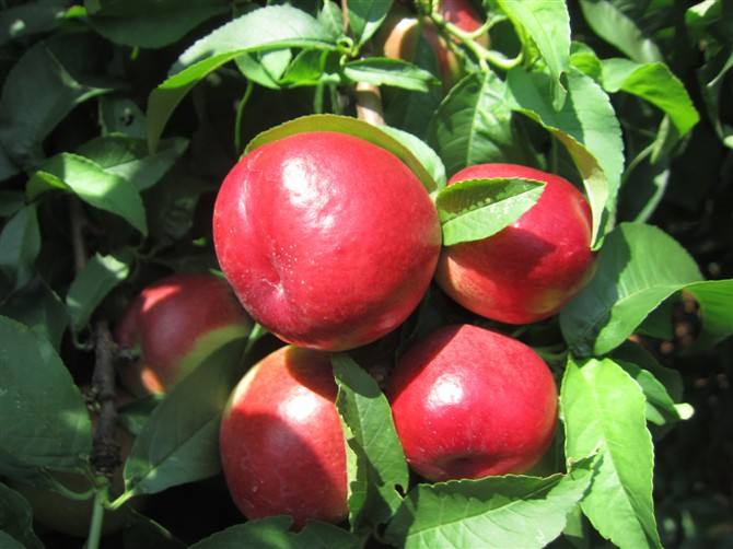 山楂樹圖片/山楂樹樣板圖 (1)