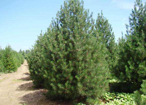 白皮松圖片/白皮松樣板圖 (3)