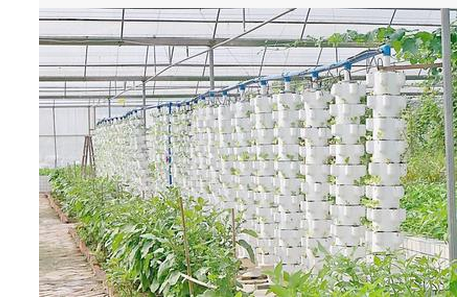 花卉溫室大棚圖片/花卉溫室大棚樣板圖 (2)