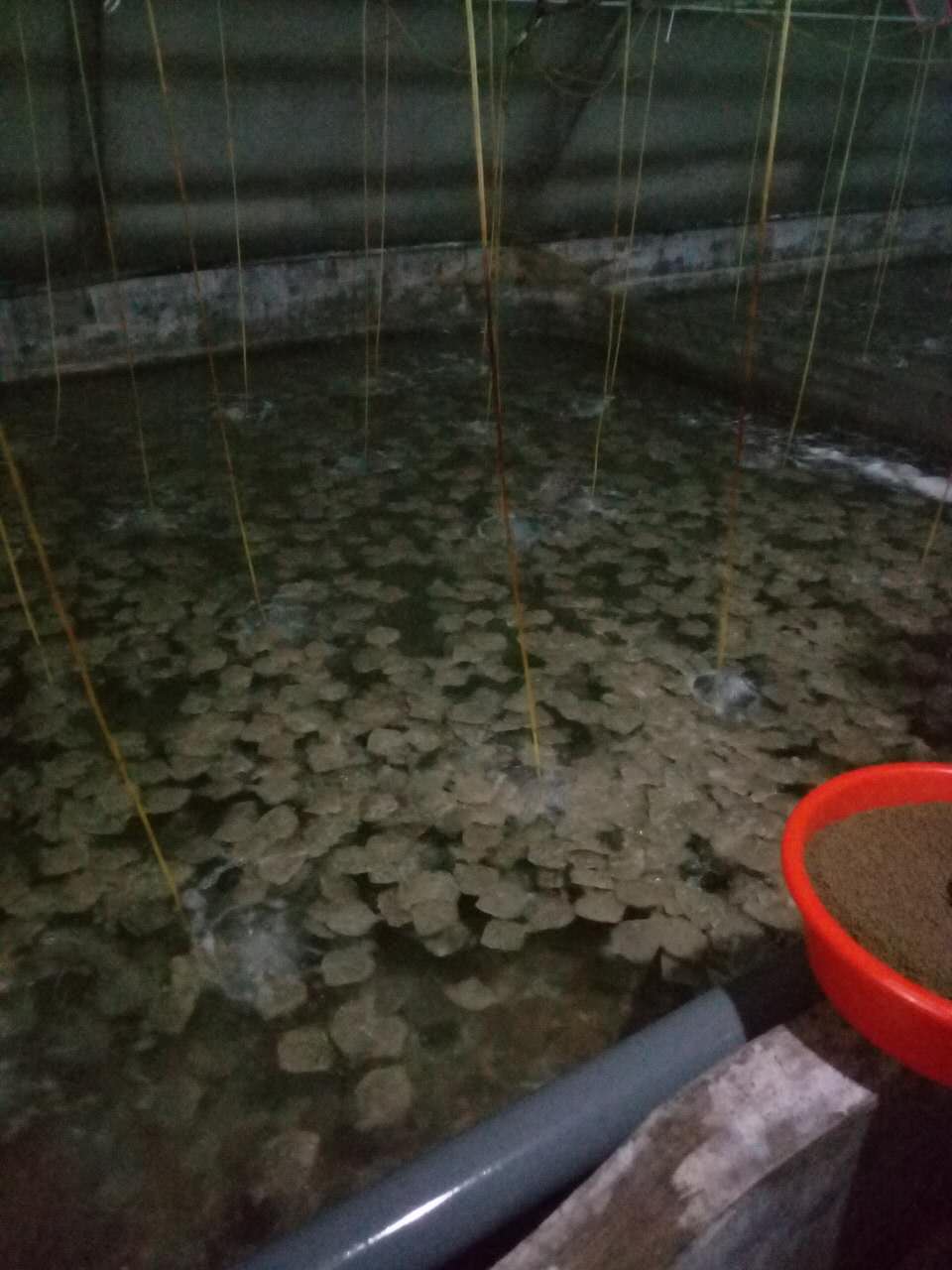 萊州市舌鰨魚養(yǎng)殖   舌鰨魚銷售