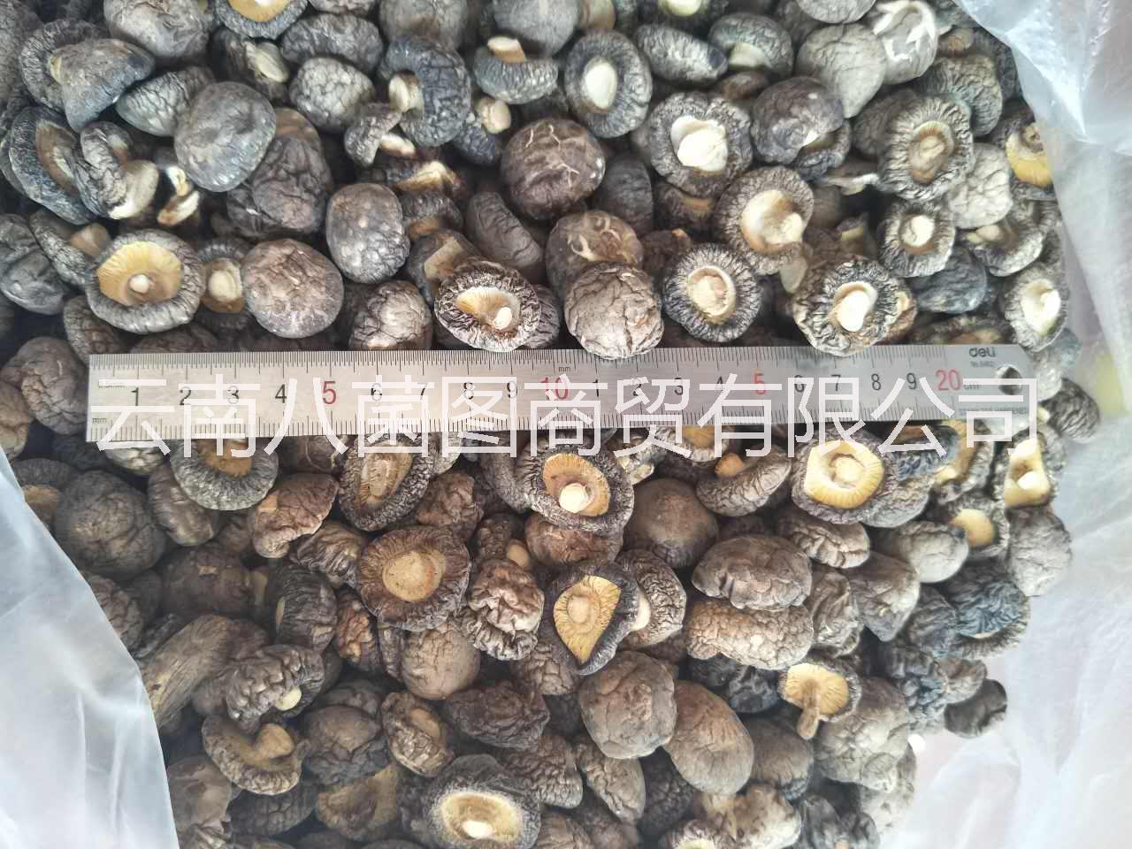 人工種植香菇  香菇批發(fā)  香菇報(bào)價(jià)  香菇供應(yīng)商  香菇哪里好