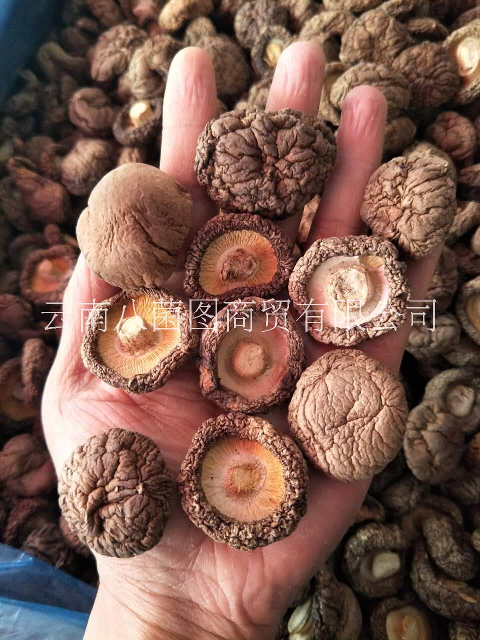 人工種植香菇圖片/人工種植香菇樣板圖 (4)