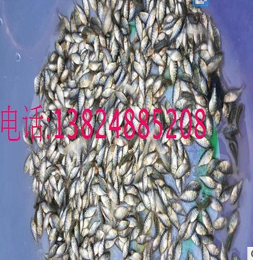 全雄性羅非魚(yú)苗圖片