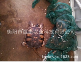 龜種苗圖片/龜種苗樣板圖 (4)