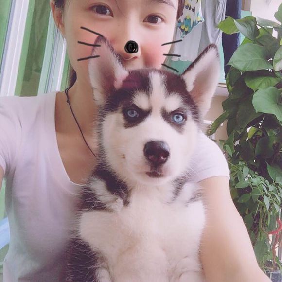 哈士奇圖片/哈士奇樣板圖 (3)