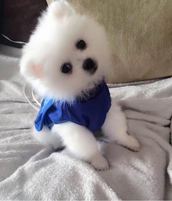 博美 博美價格 博美多少錢圖片