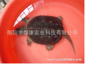龜種苗圖片/龜種苗樣板圖 (2)