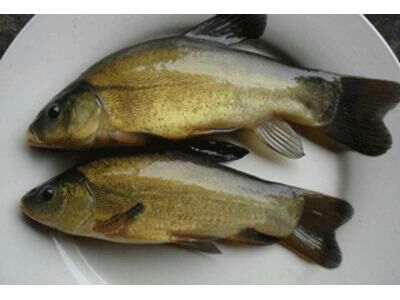 廣州黃骨魚圖片/廣州黃骨魚樣板圖 (3)