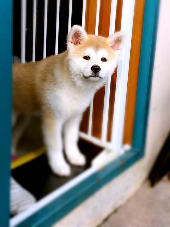 秋田犬圖片/秋田犬樣板圖 (3)