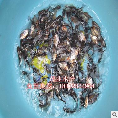 淡水白鯧魚苗圖片/淡水白鯧魚苗樣板圖 (2)